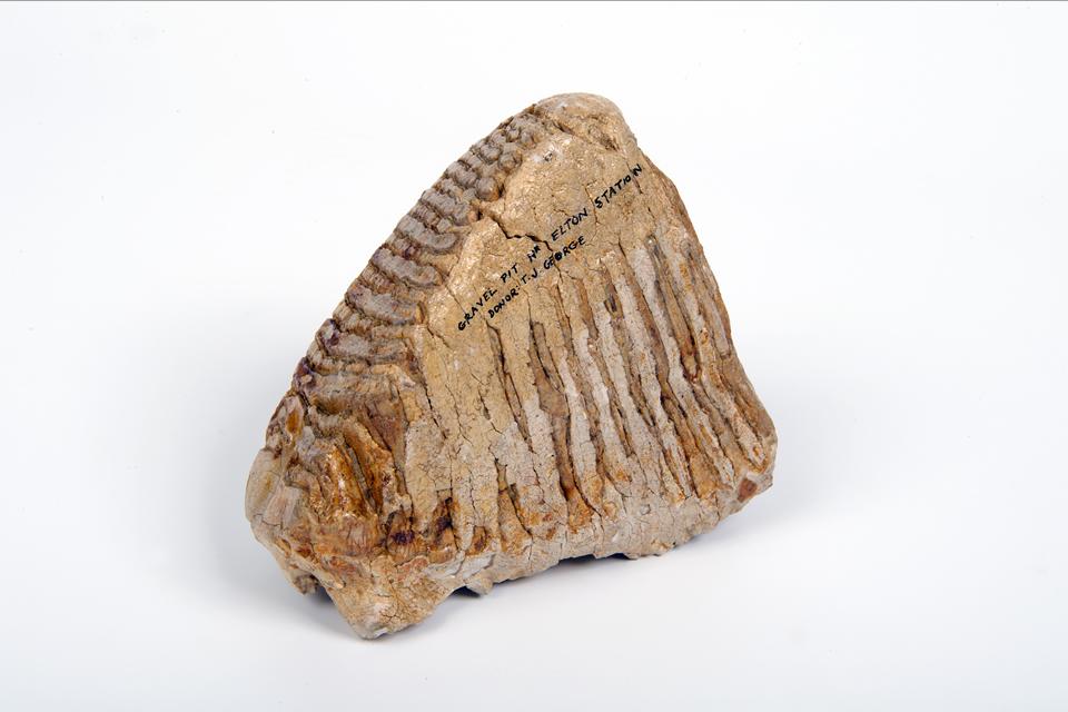 Mammoth tooth from the gelogy collection