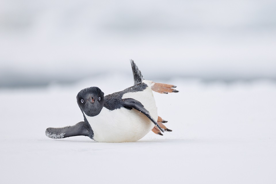 image link to Bird Photographer of the Year page.