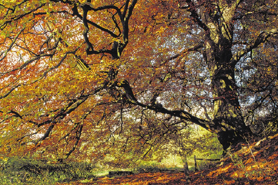 image link to Wild Places page.
