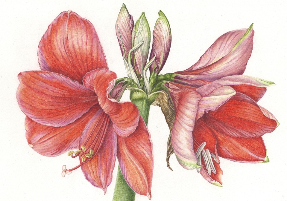 image link to Plant Life: A Personal Journey into Botanical Art page.