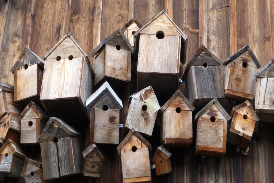 Image showing wood planks with a series of bird boxes in the foreground with pointed rooves and holes for the birds