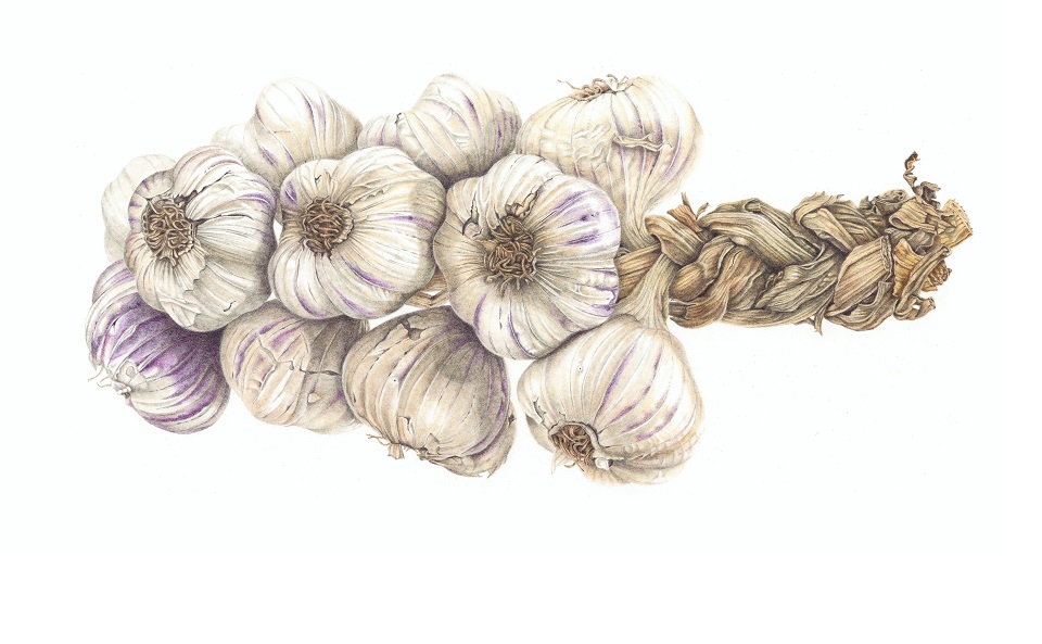 image link to Plant Life: A Personal Journey into Botanical Art page.