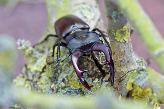 Purple and black horned beetle facing forward on a leaf.