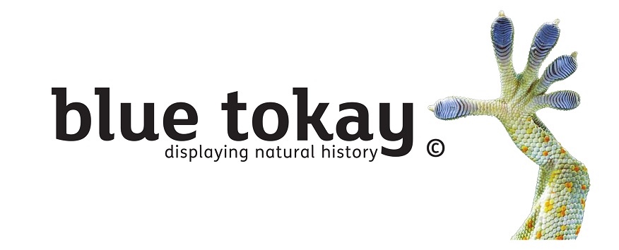 Blue Tokay logo displaying natural history.