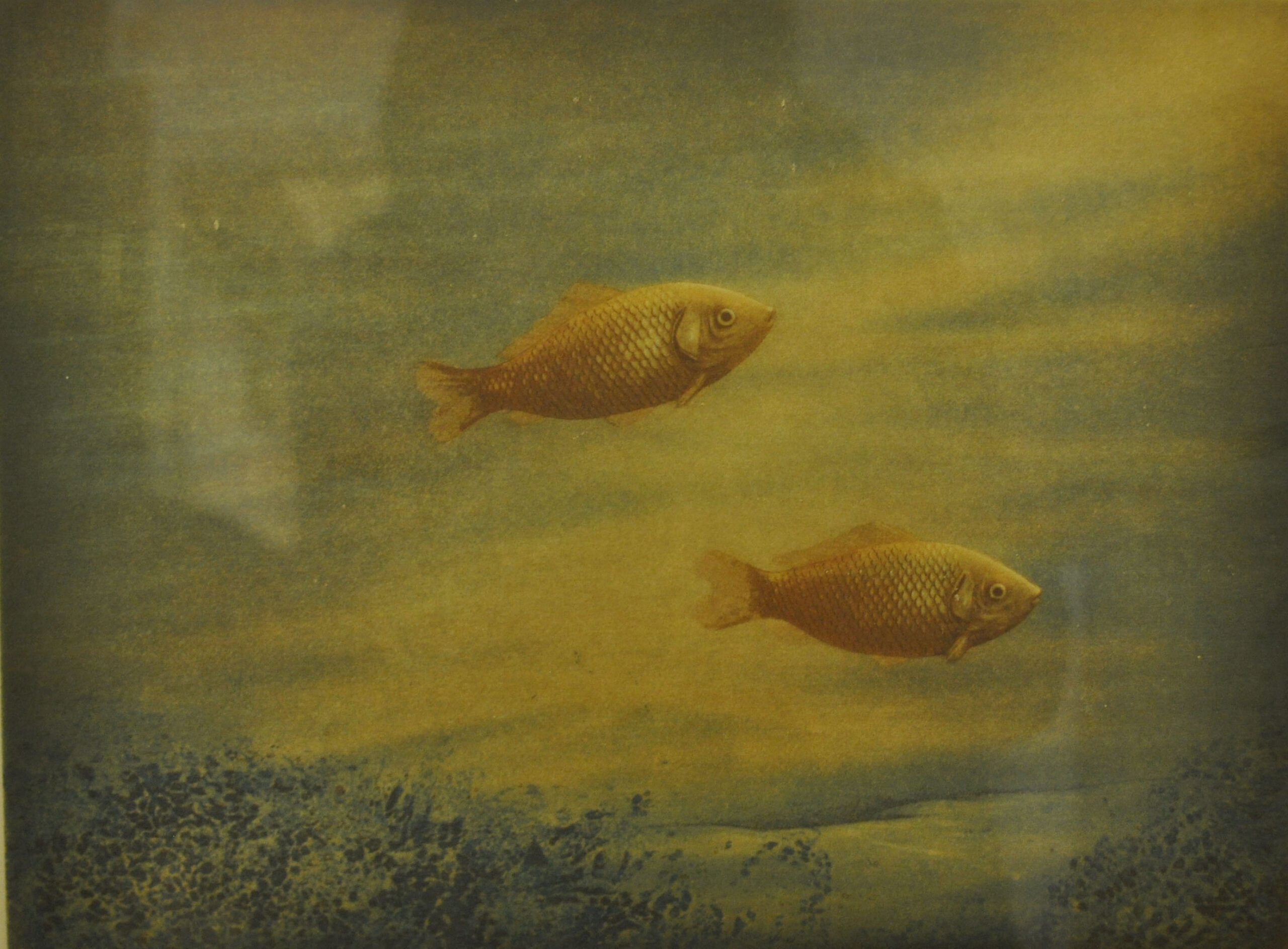 Images 087 Two small golden fish swimming in murky, greenish water above a sediment-covered bottom.